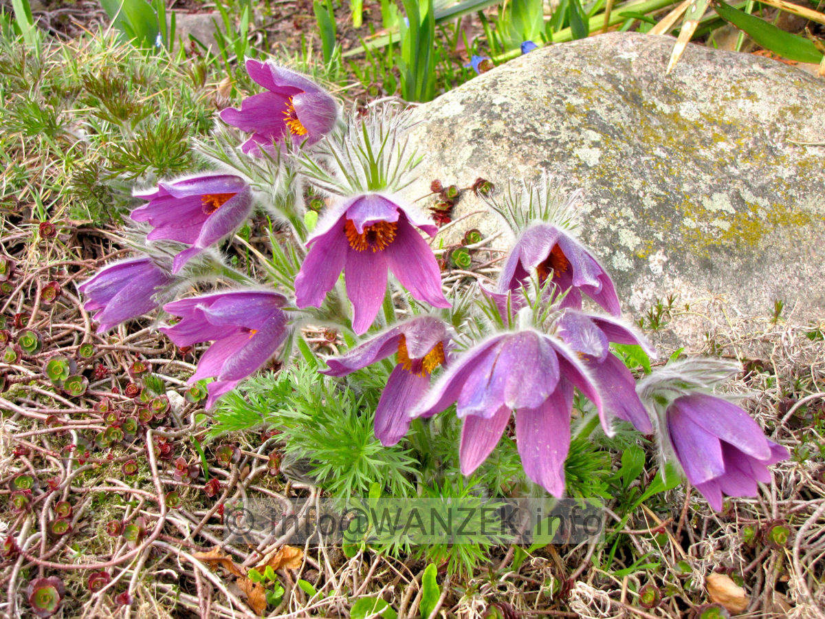 Pulsatilla vulgaris Rote Glocke.JPG